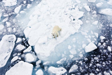 Wildlife &amp; Animals in Norway