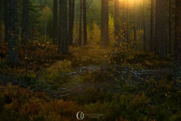 The Norwegian Autumn