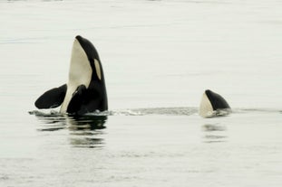 Whale Watching Tour